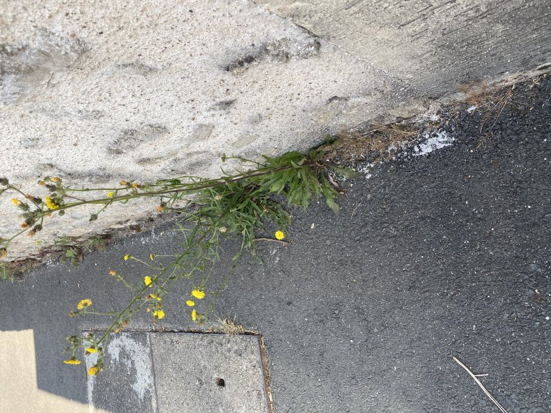 PICRIDE FAUSSE EPERVIERE. Une fissure, un peu  d'humus et voici  les sauvagines de ma rue. MONIQUE PINAULT